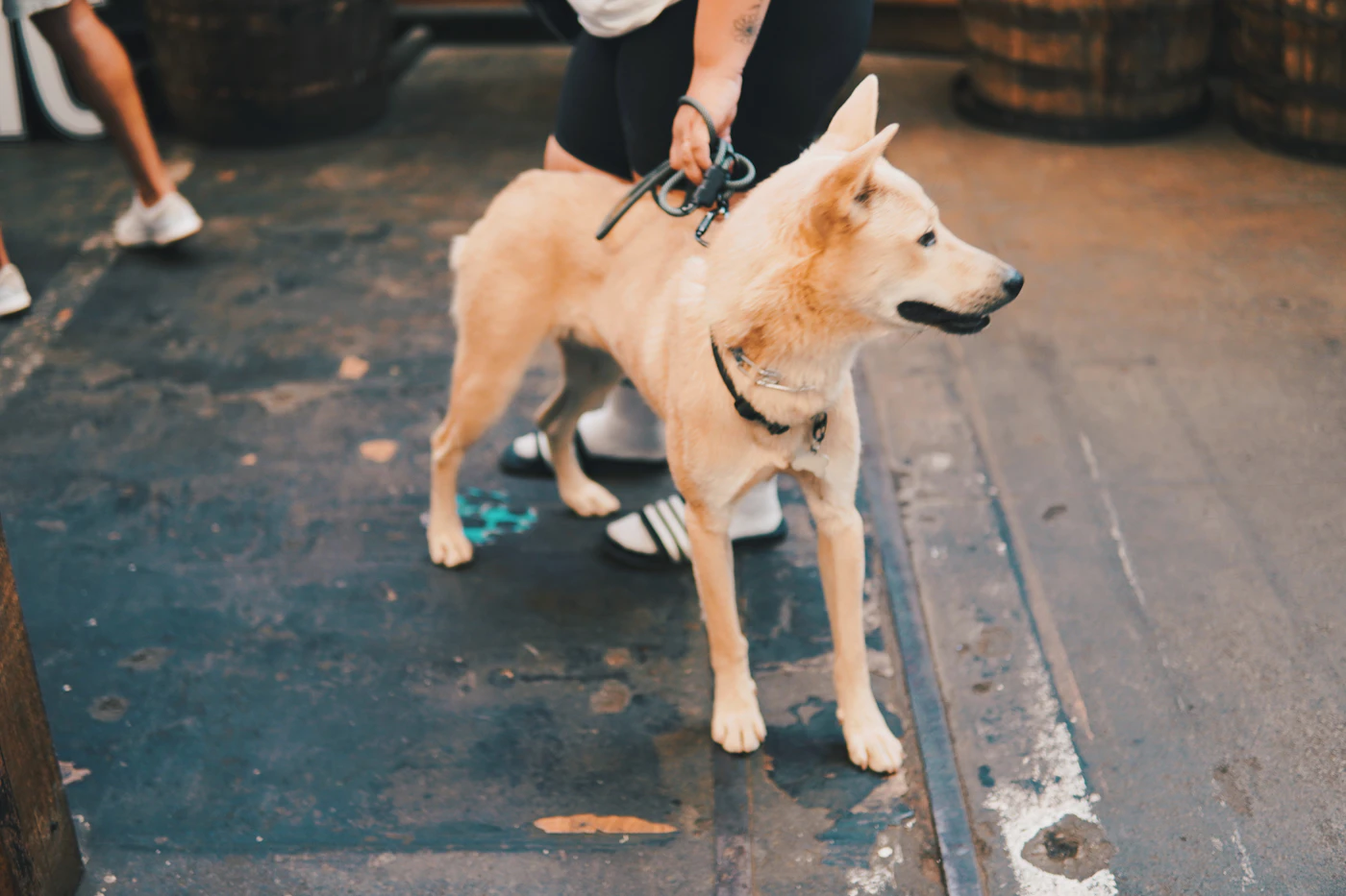 Dog wearing a harness while preparing for a walk
