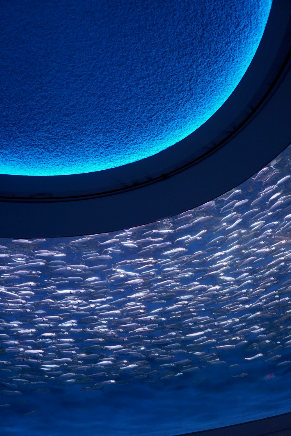 a large group of fish swimming under a blue light