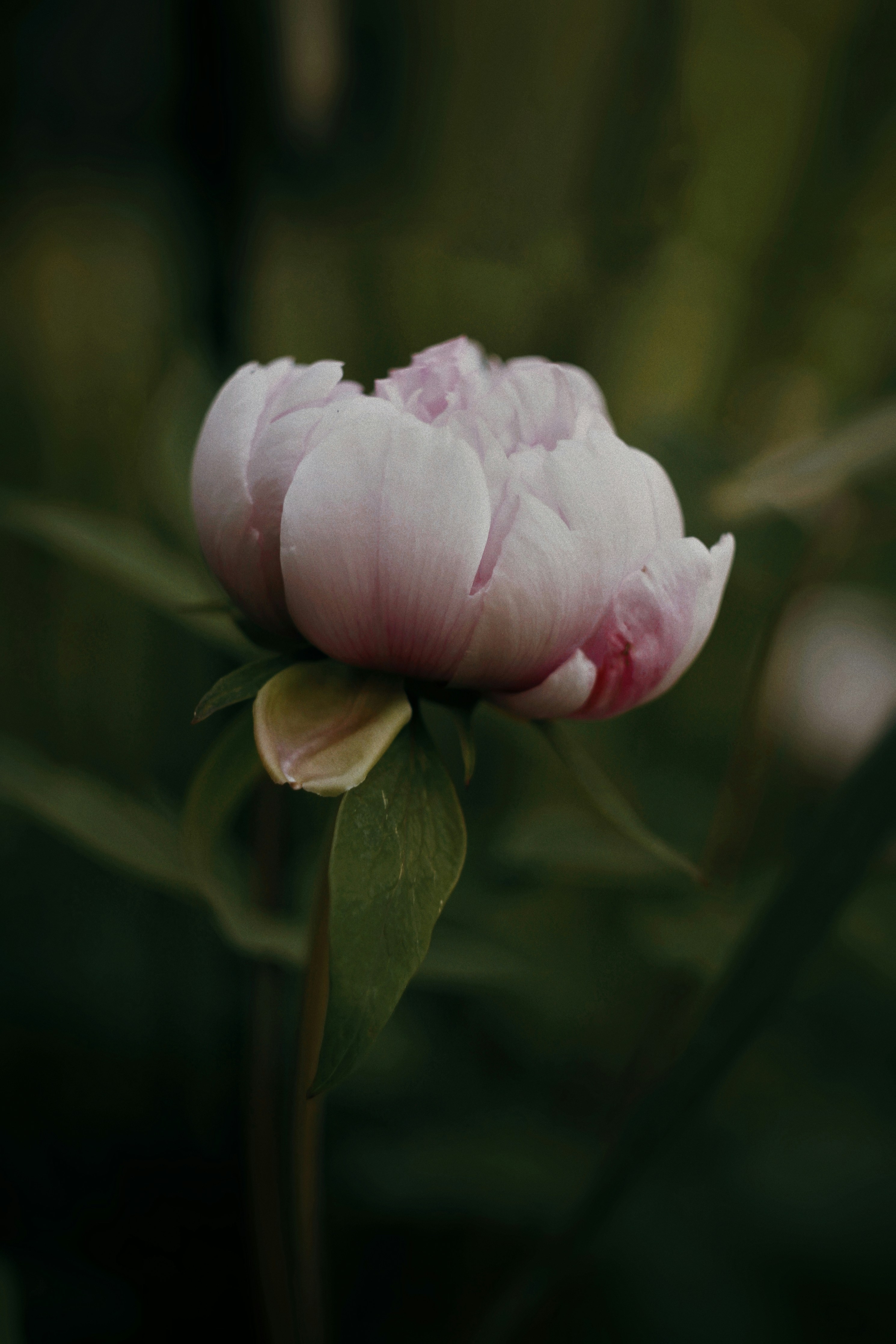 Photo by dearsunflower