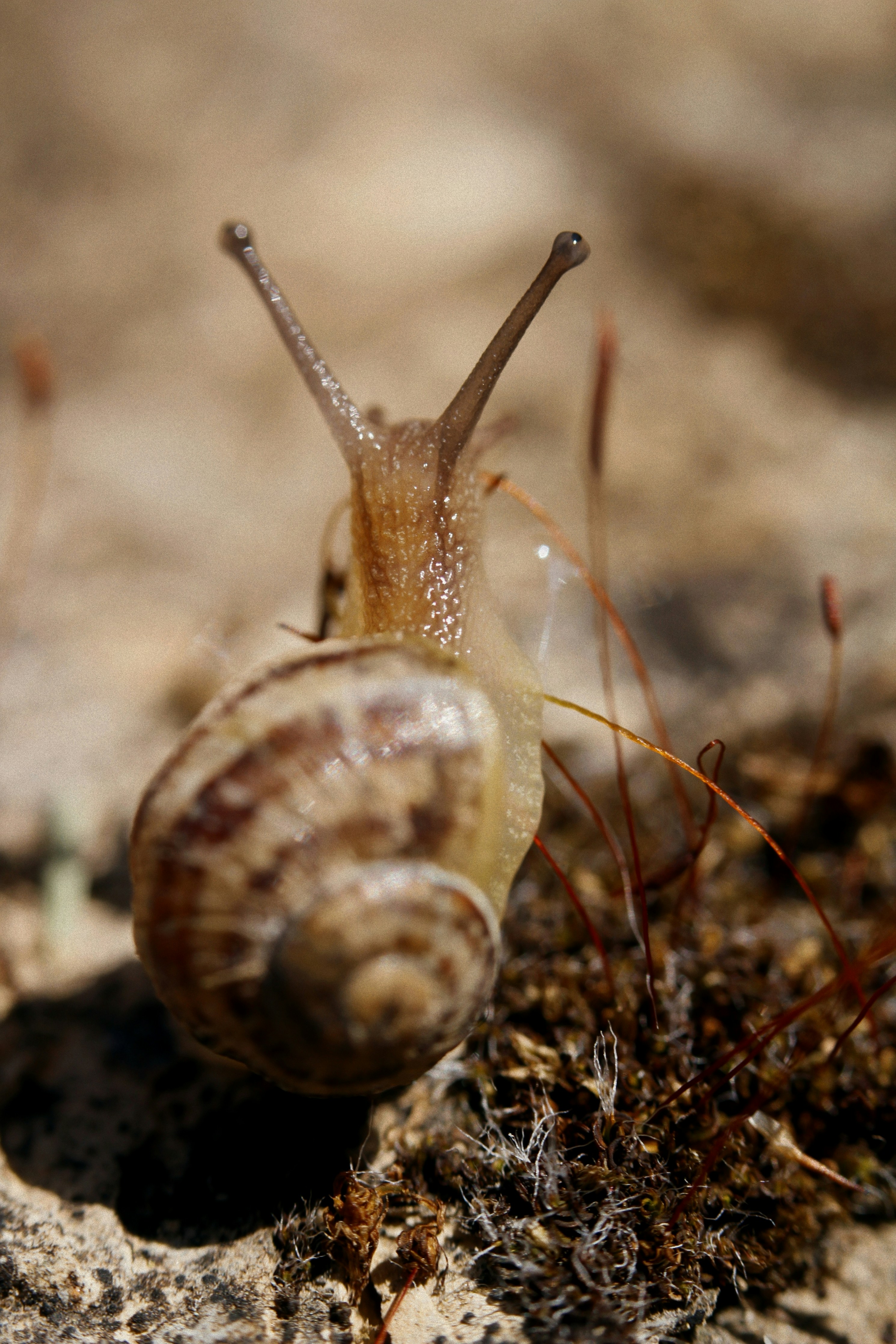 a close up of a snail on a rock