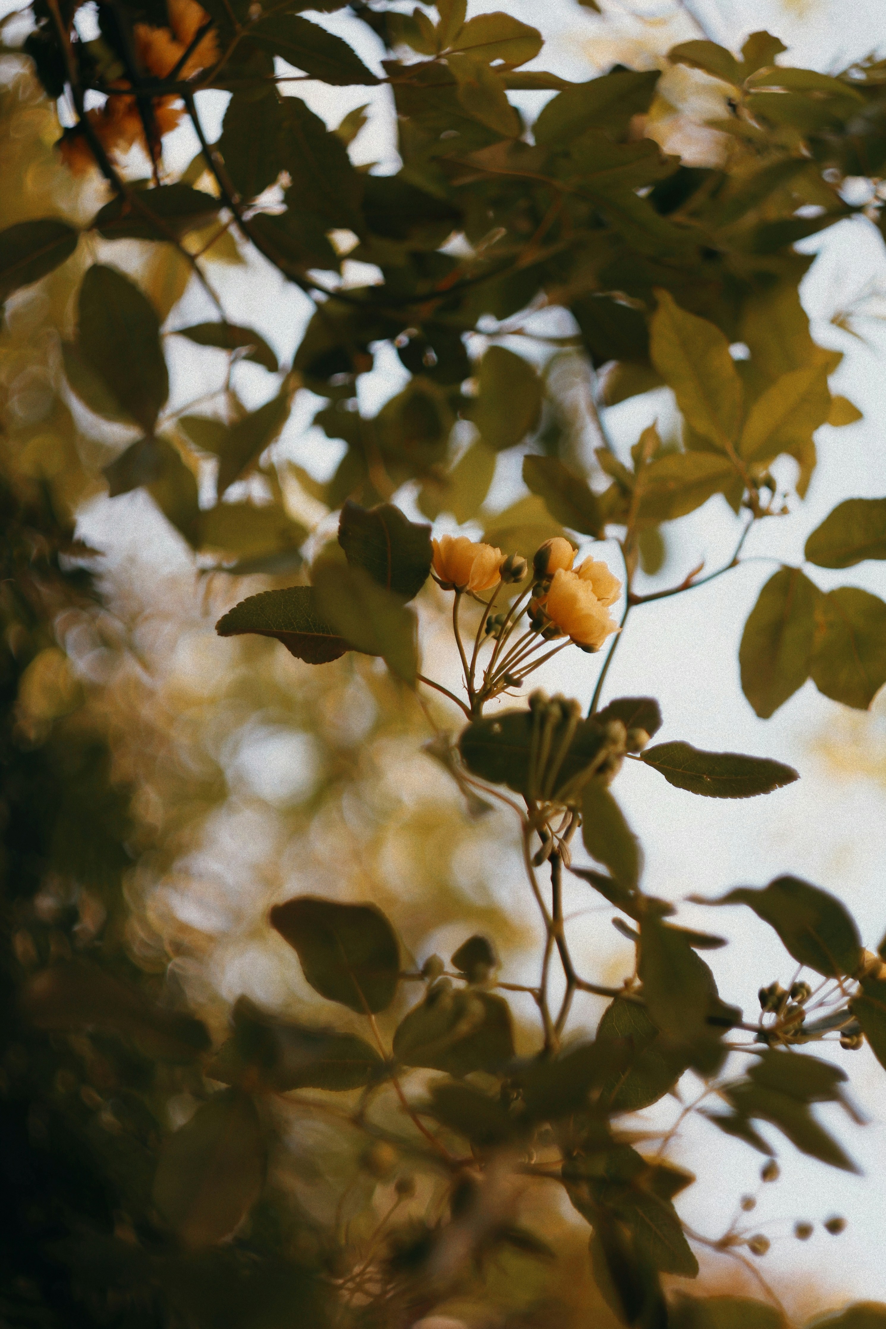 Photo by dearsunflower