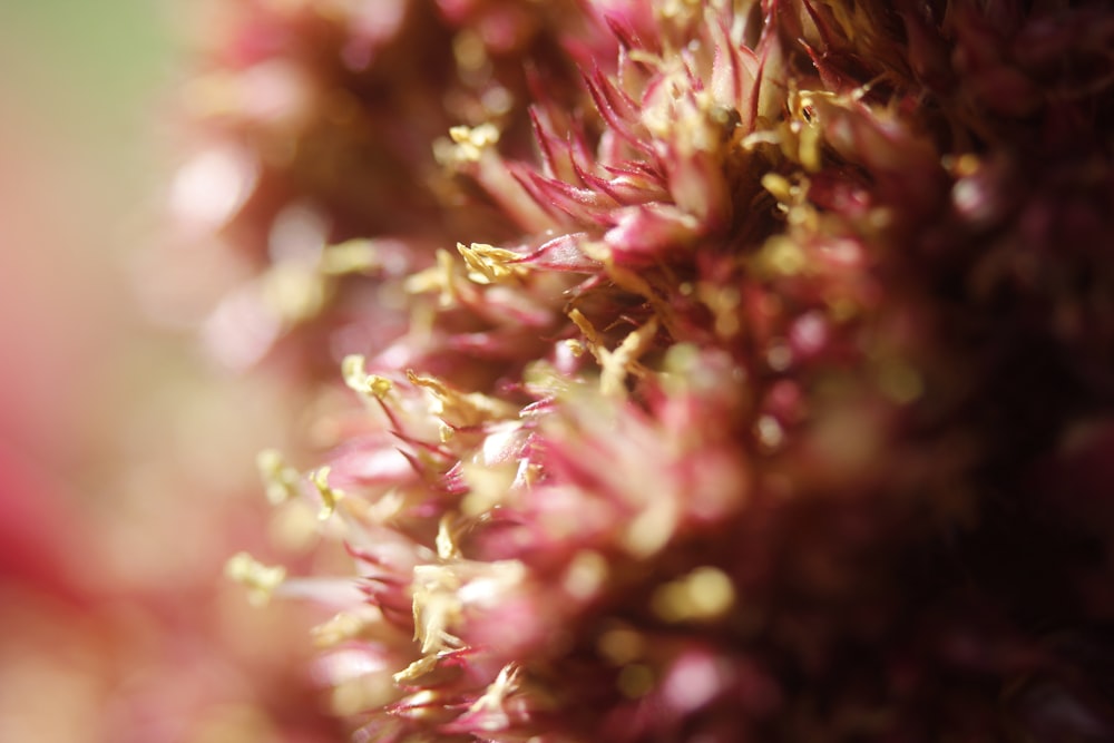 a close up view of some pink flowers