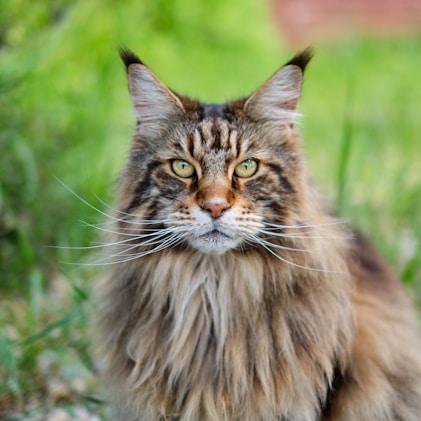 Placeholder photo of Cedar, a male Red Maine Coon kitten