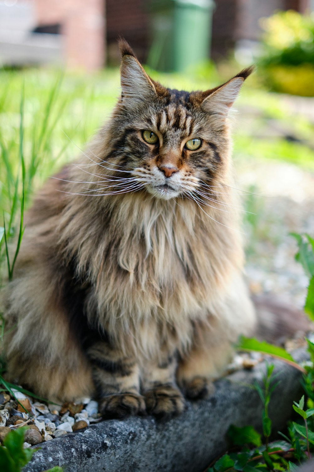 a long haired cat sitting on a rock in the grass