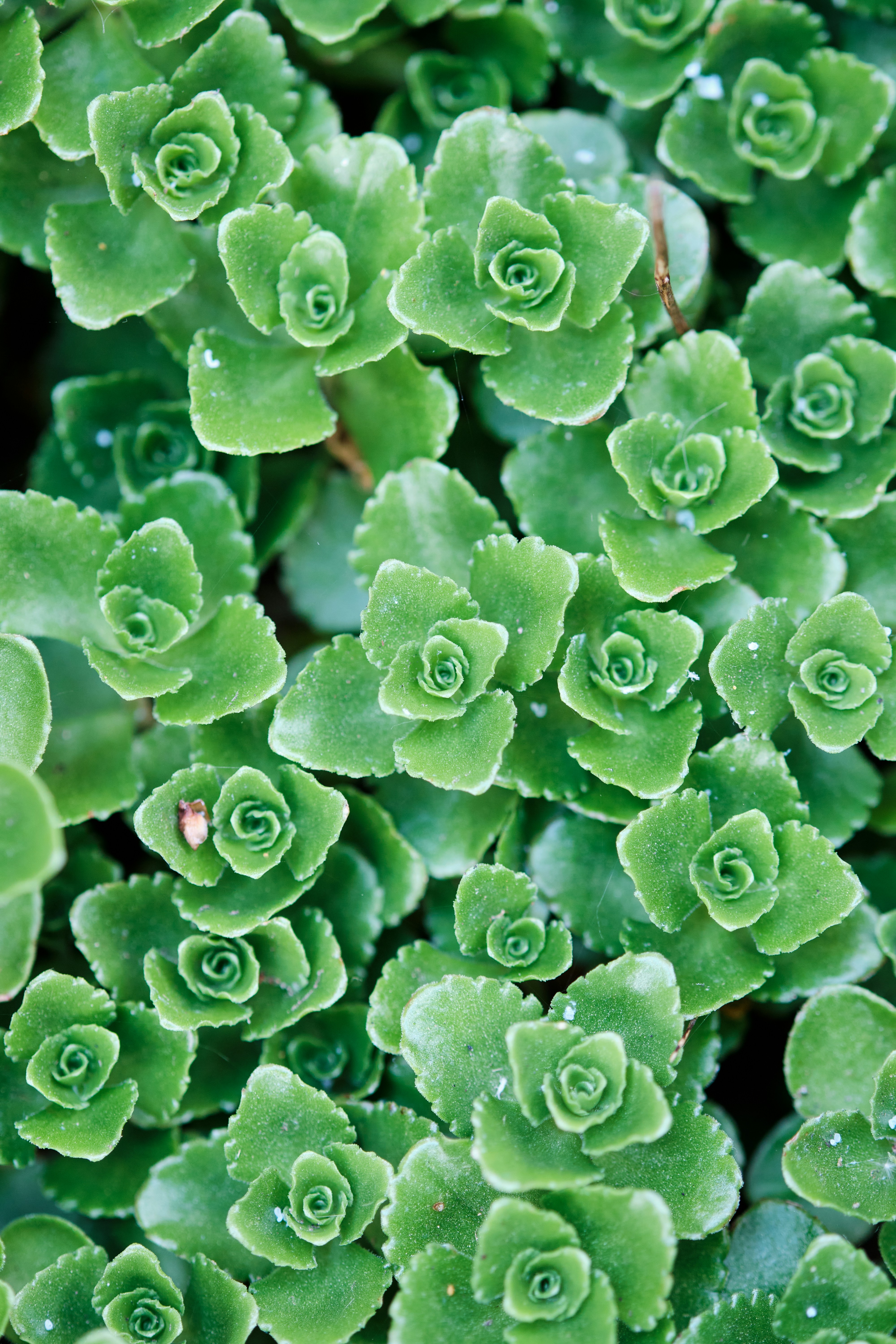 Photo by frostroomhead