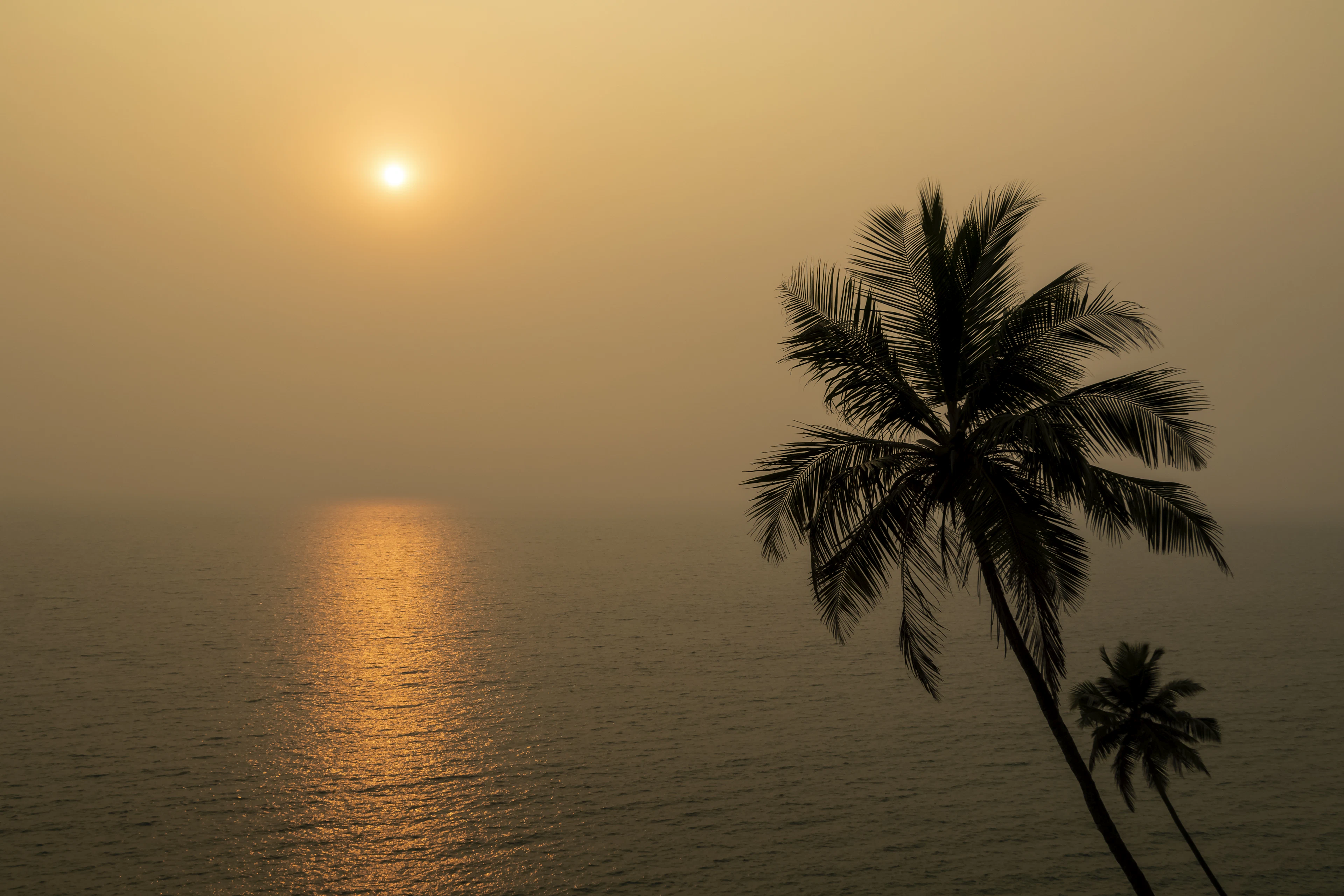 The sun setting over the sea behind a palm tree