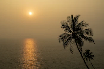 Goa Palm Trees - Palolem Beach