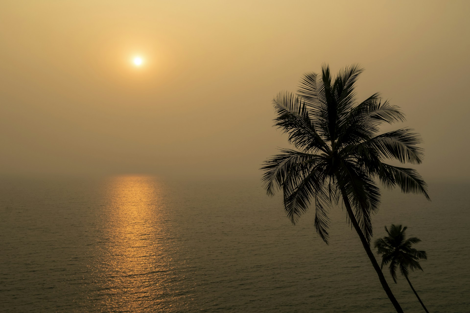 the sun is setting over the ocean with a palm tree in the foreground