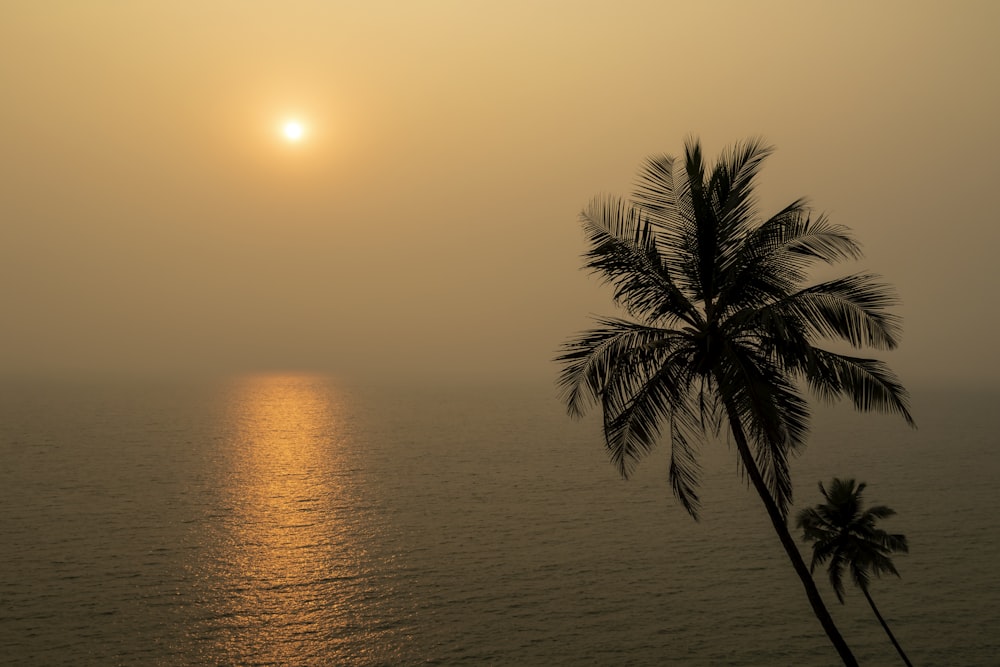 the sun is setting over the ocean with a palm tree in the foreground