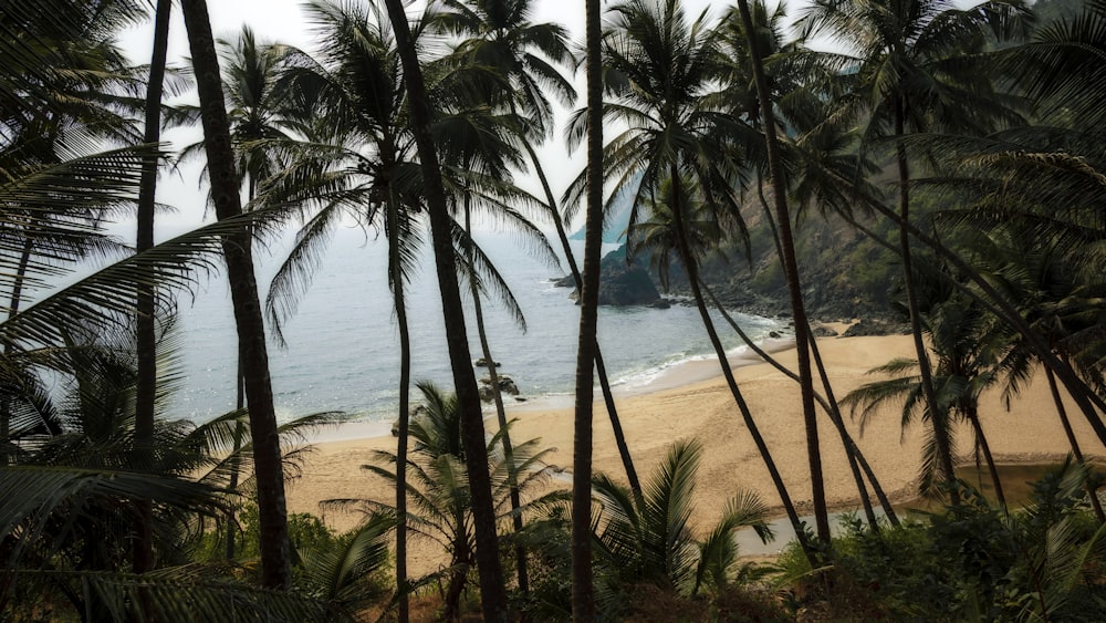 a sandy beach surrounded by palm trees on a cloudy day