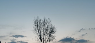A minimalist landscape photo featuring a lone tree against a vast sky.