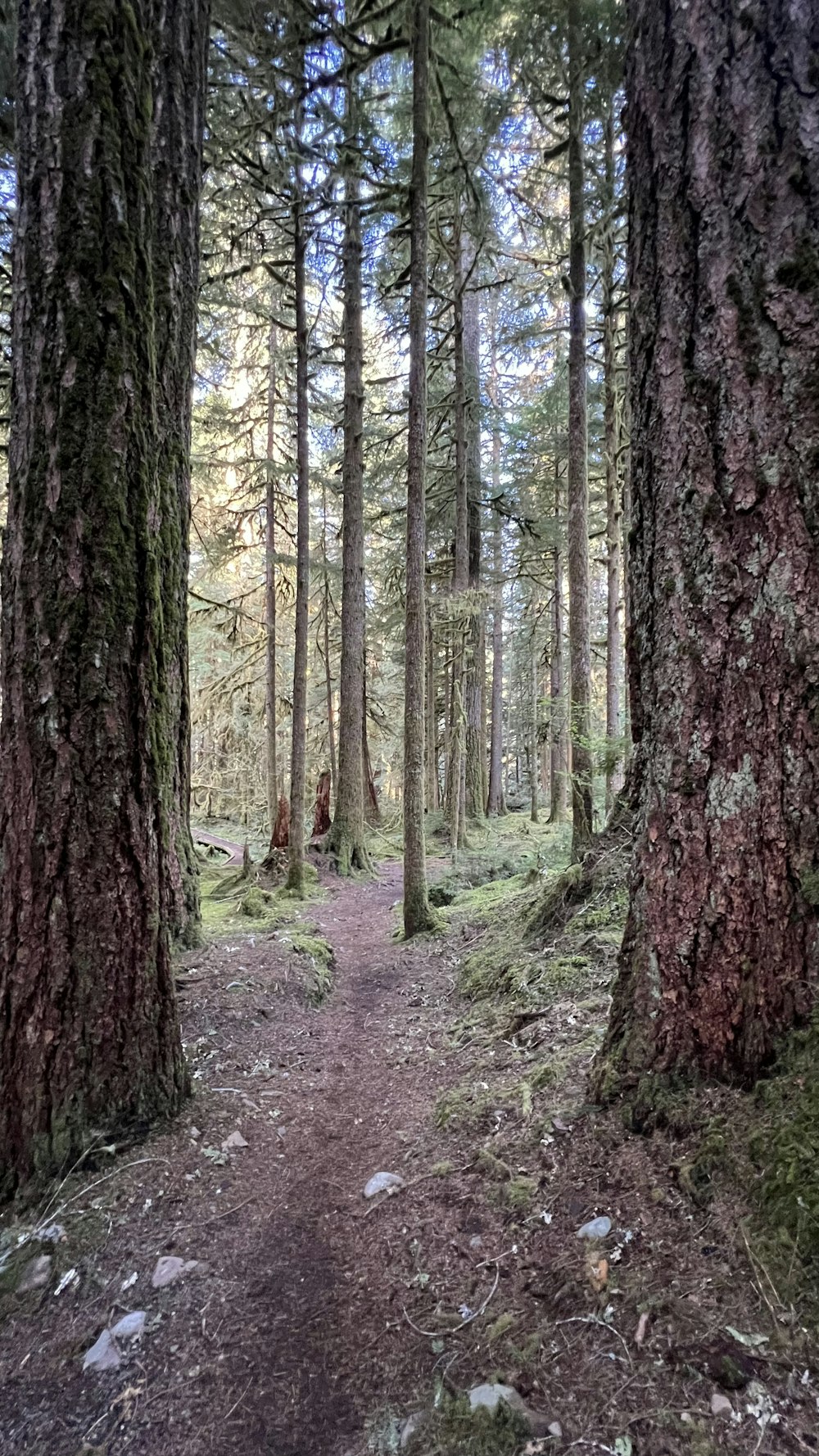 a trail in the middle of a forest with lots of trees