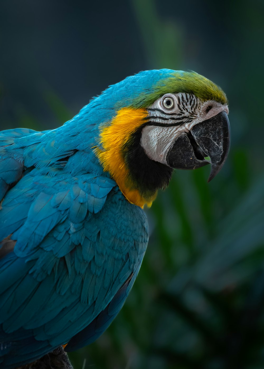 a close up of a blue and yellow parrot