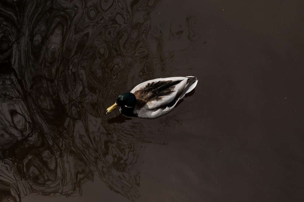 a duck floating on top of a body of water