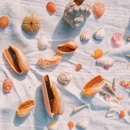 shells and seashells on a towel on the beach