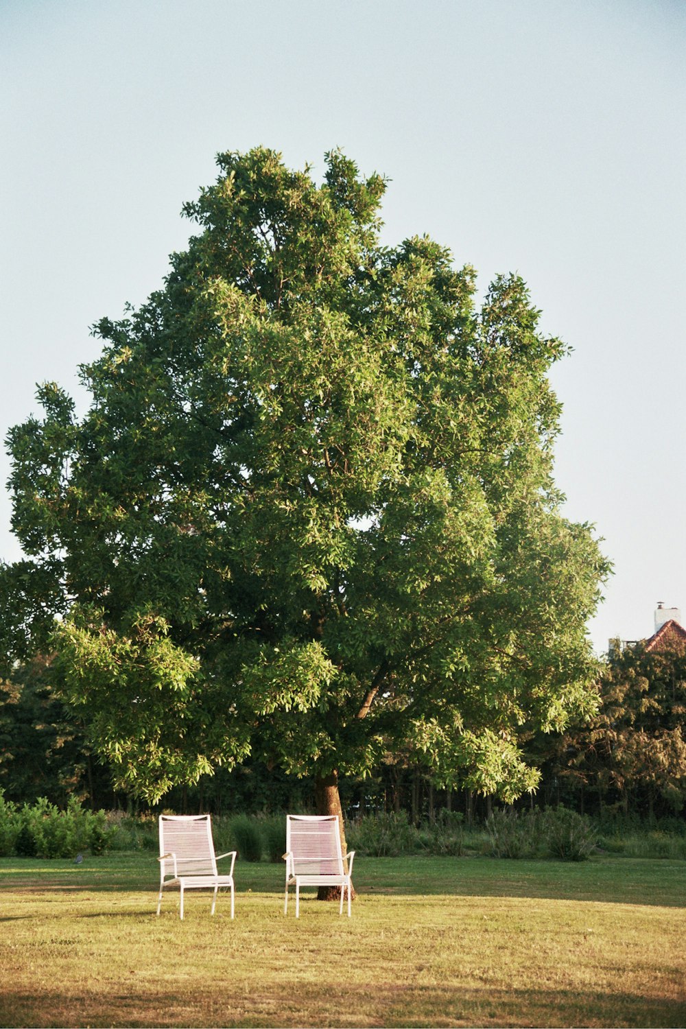 two lawn chairs sitting under a large tree