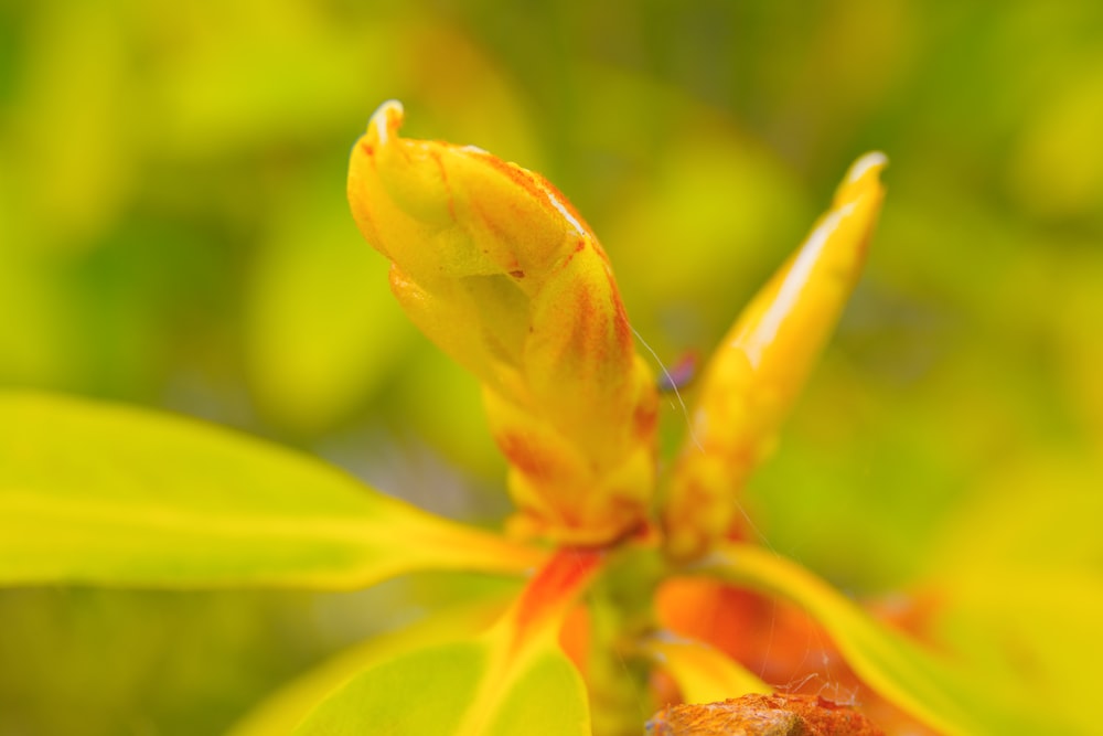 a close up of a yellow flower on a tree