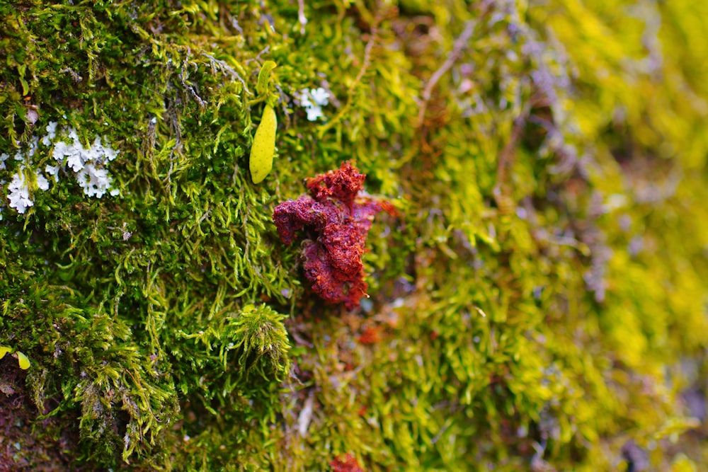 a close up of a moss covered wall