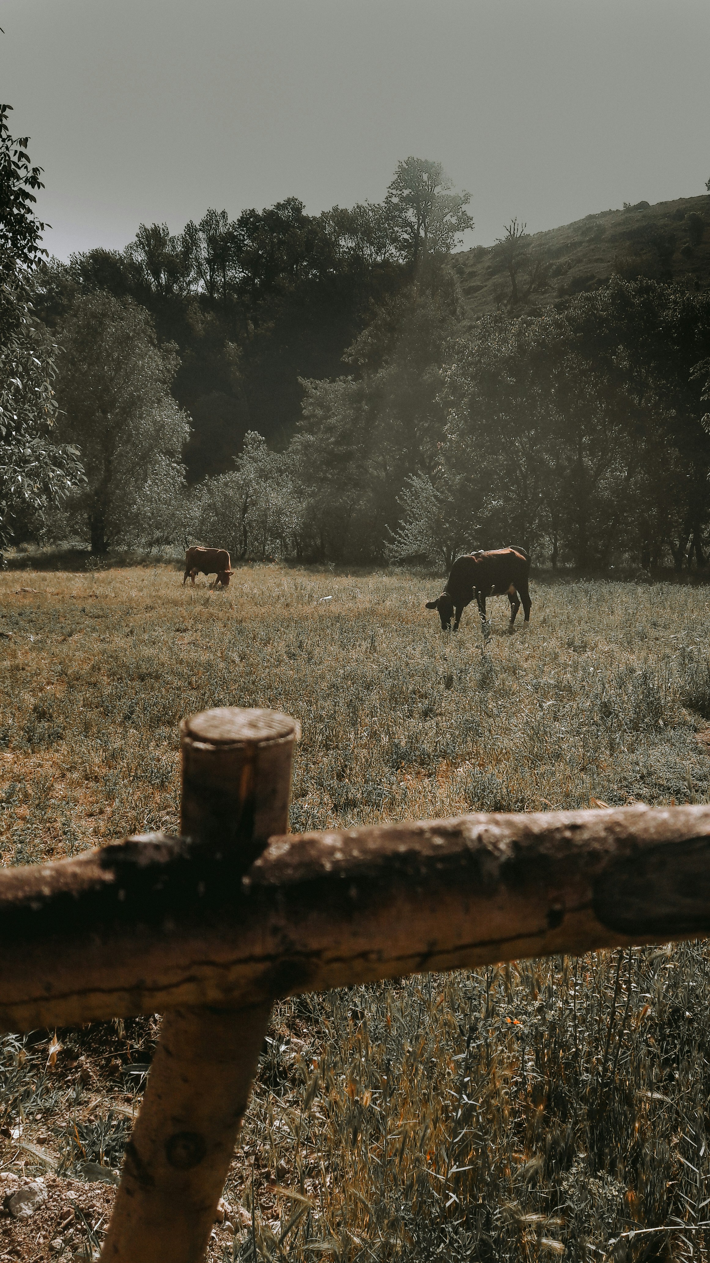 Photo by amirmoharrami