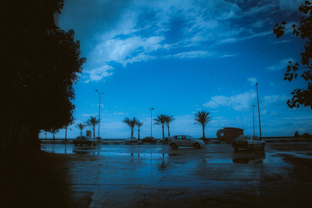 cars parked in a parking lot with palm trees in the background