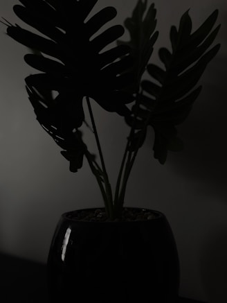 a black vase with a plant in it