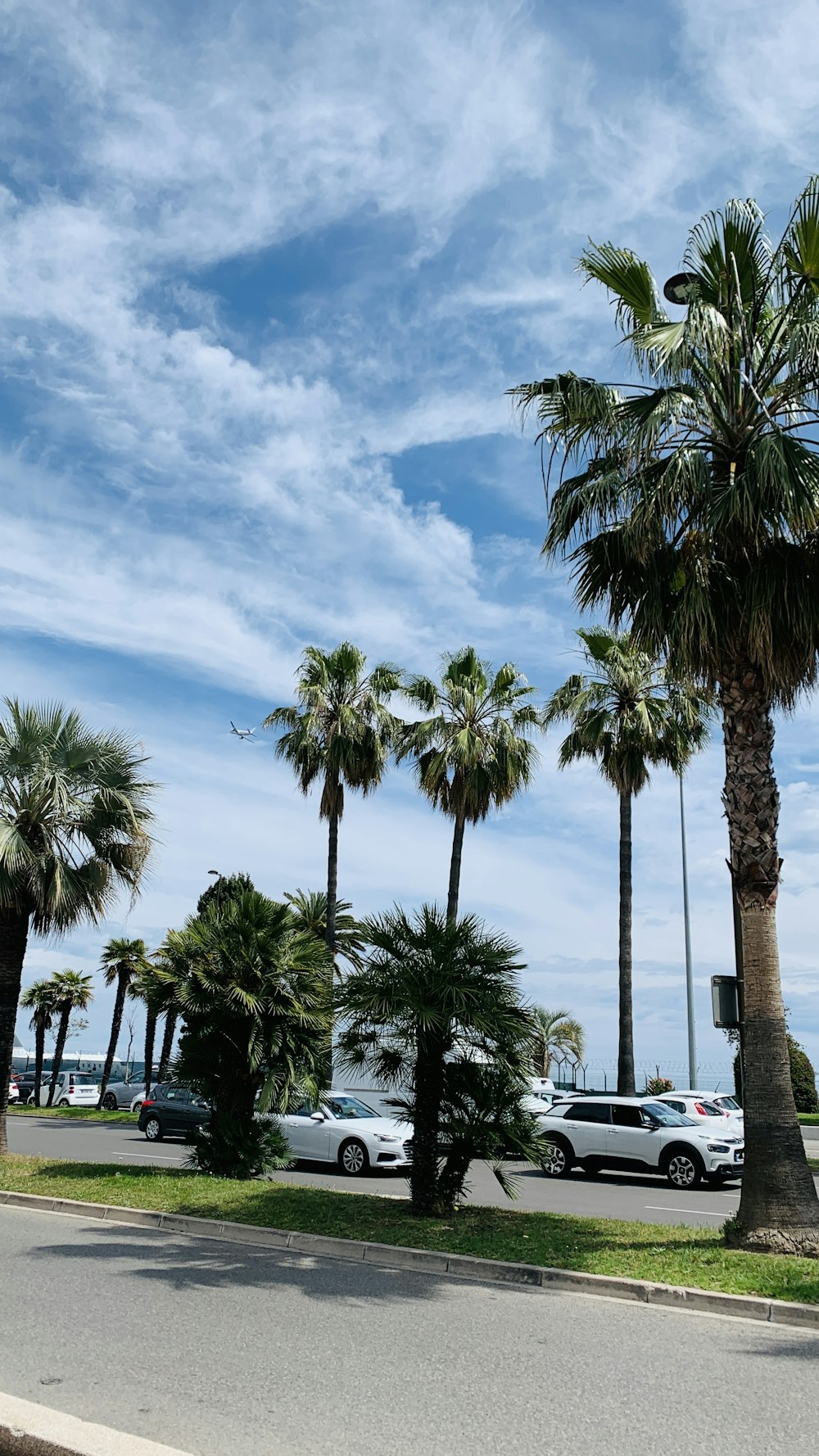 a street with palm trees and parked cars