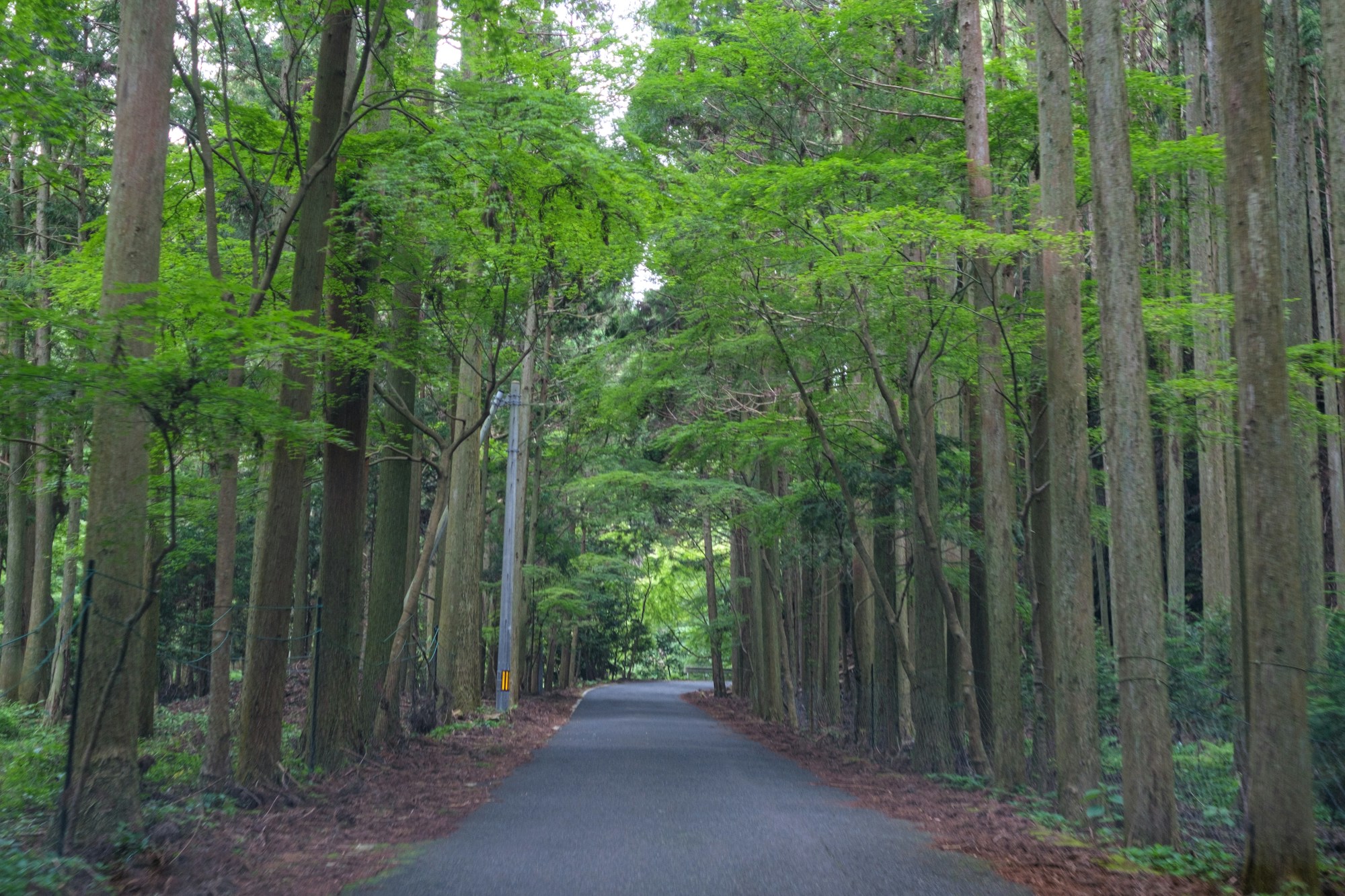 What to See in Tsushima: A Travel Guide