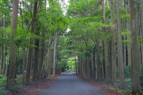 What to See in Tsushima: A Travel Guide