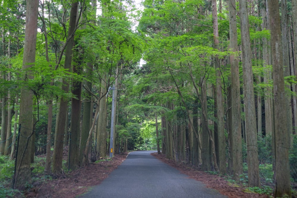 a road surrounded by tall trees in the middle of a forest