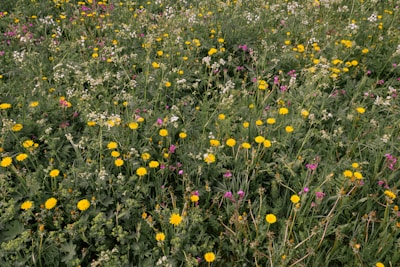 A diverse mix of native plants blooming alongside rows of regeneratively grown crops.