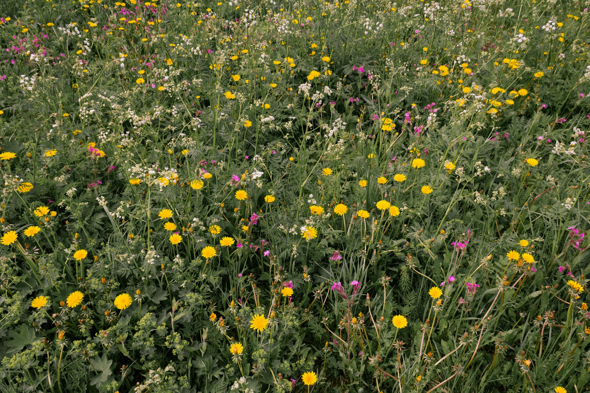 Close-up of vibrant wildflowers blooming naturally, showcasing the rich biodiversity of Machal's land.