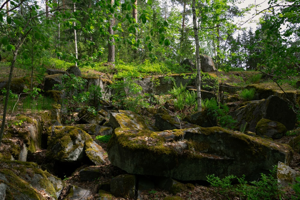Un bosque lleno de muchas rocas y árboles