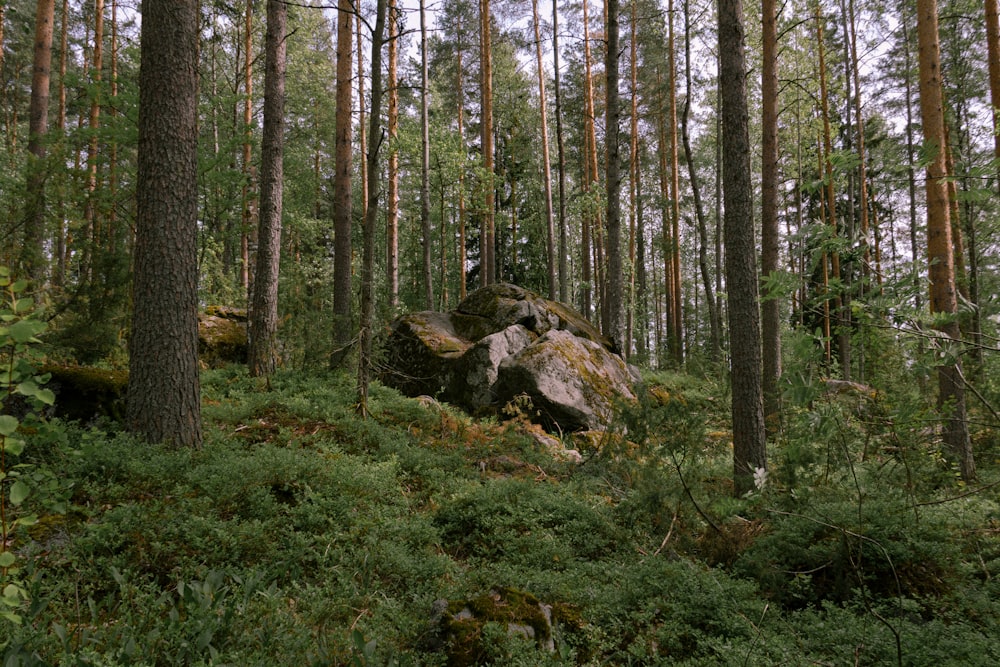 Una gran roca en medio de un bosque