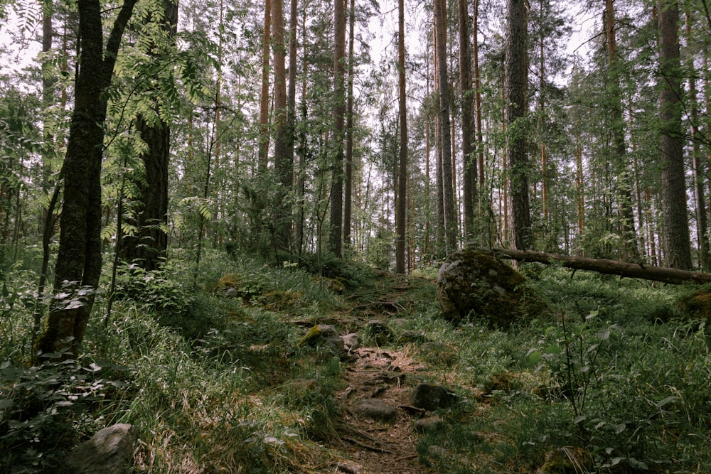 a path in the middle of a forest