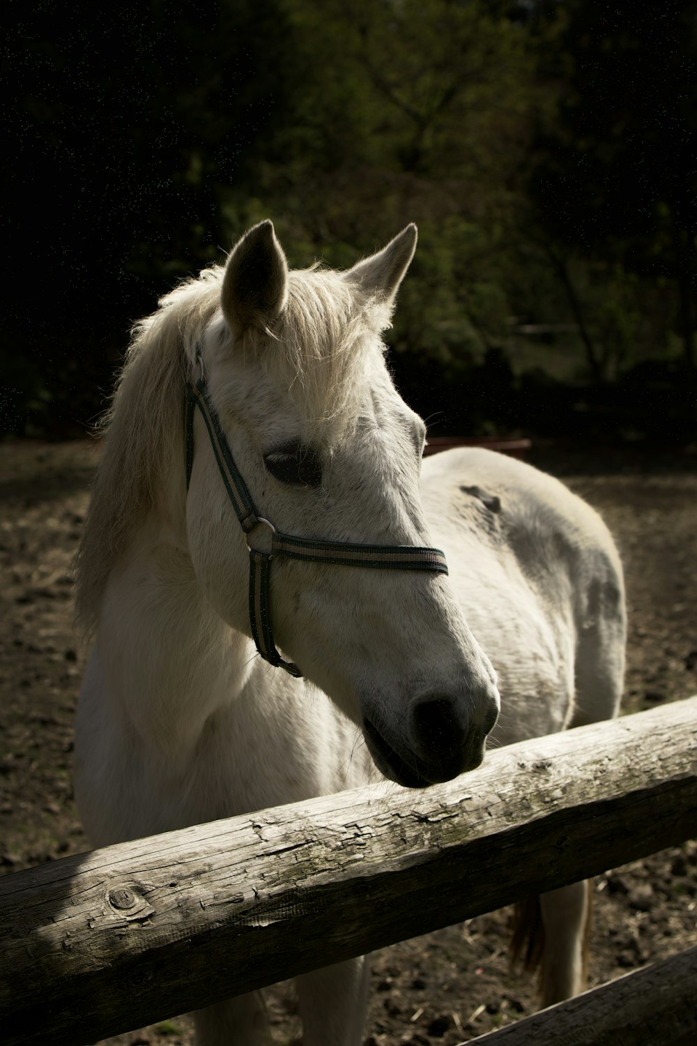 a white horse standing next to a wooden fence