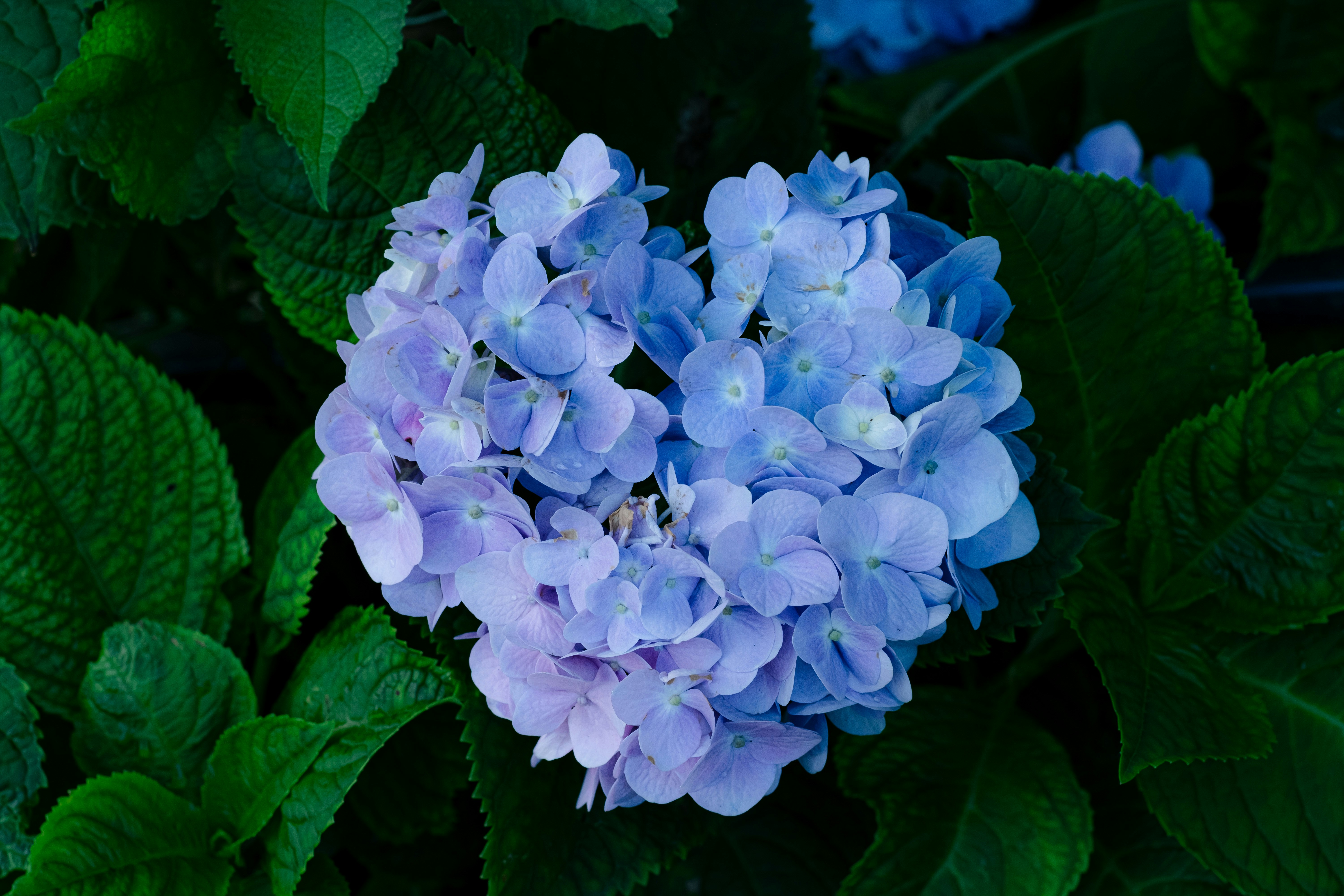 Photo by xiexianghua