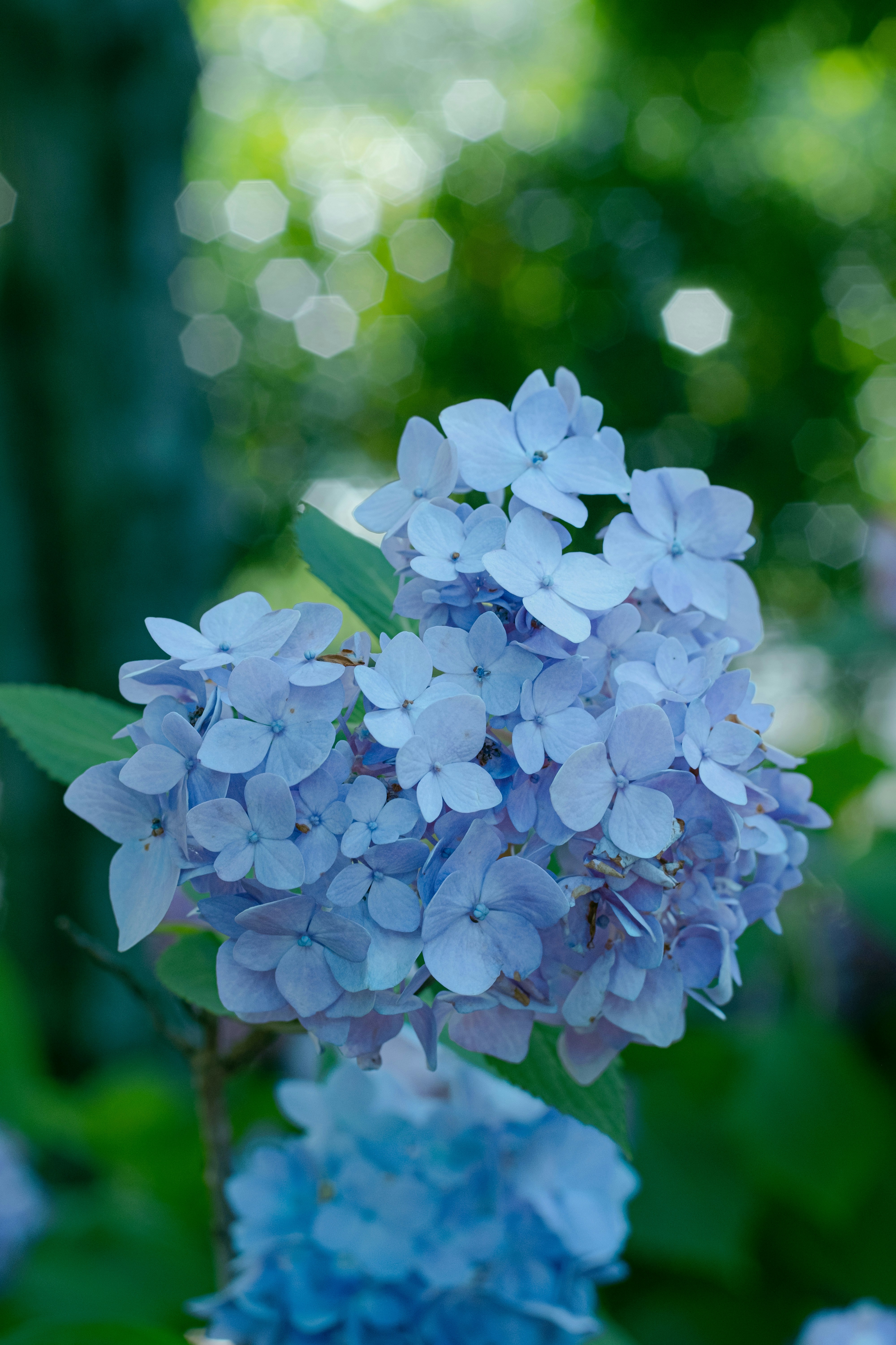 Photo by xiexianghua