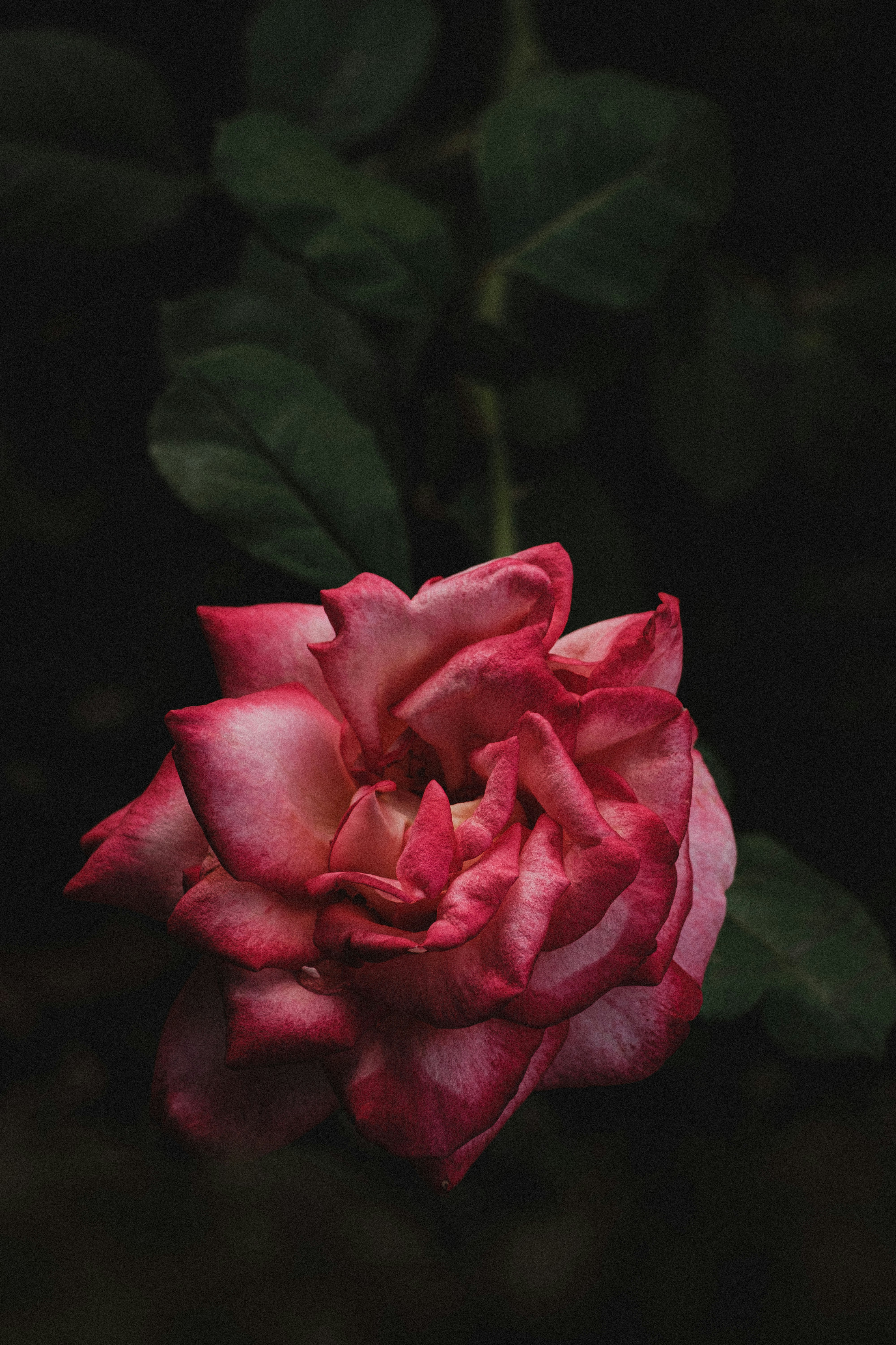 a pink rose with green leaves in the background