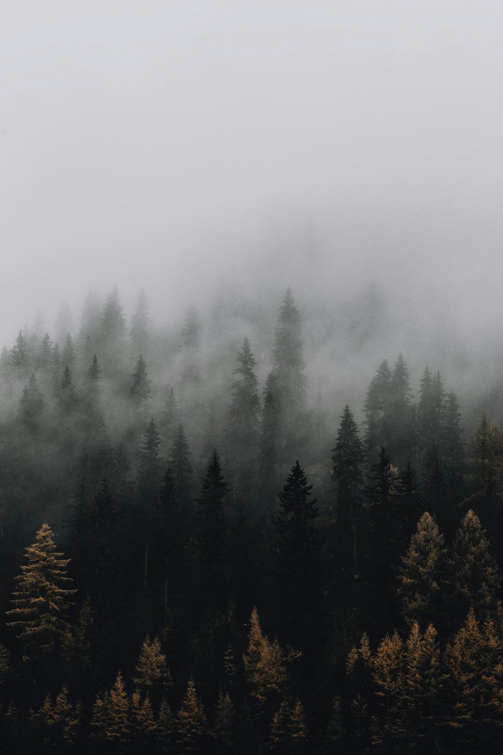 a forest filled with lots of trees covered in fog