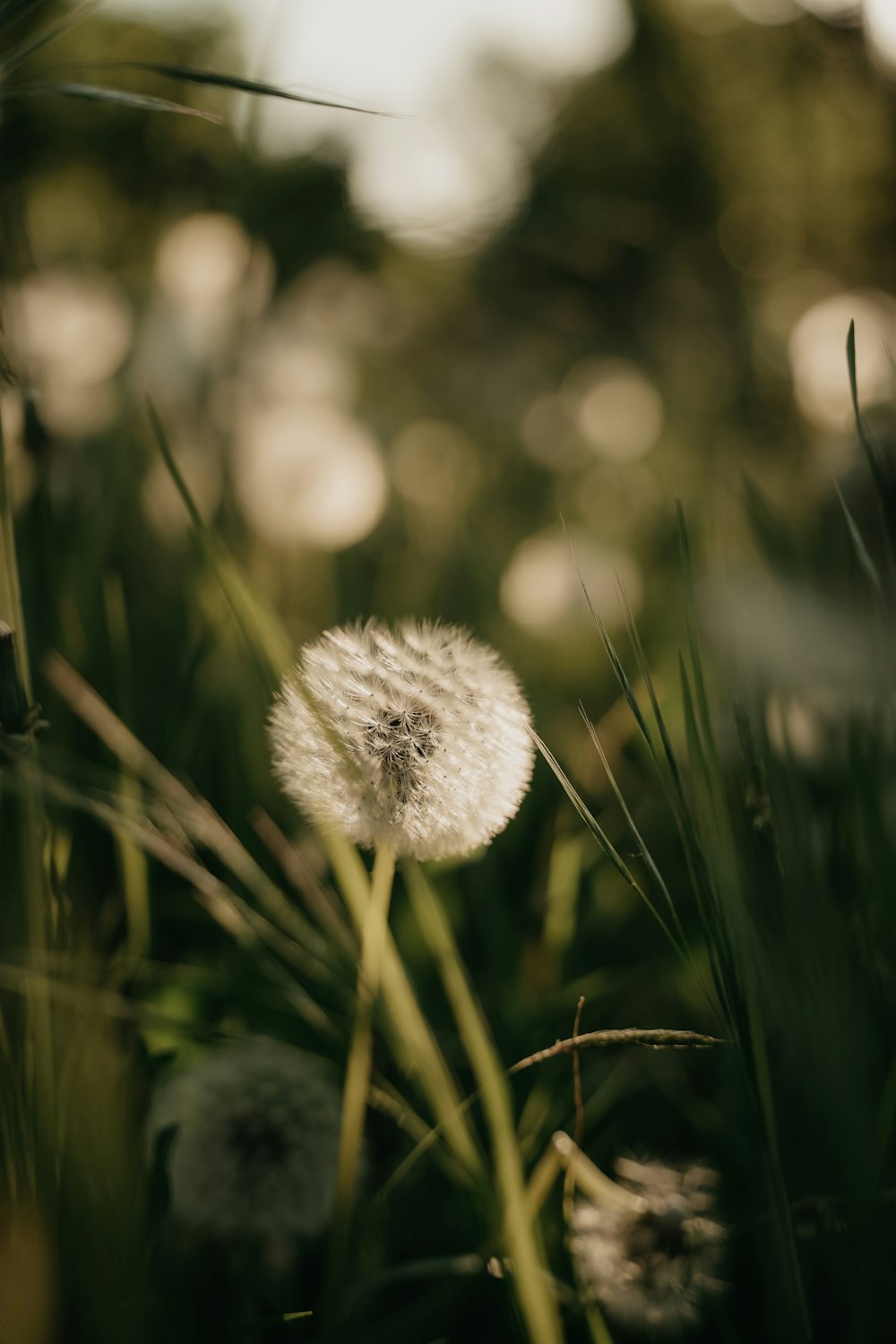 a close up of a dandelion in a field