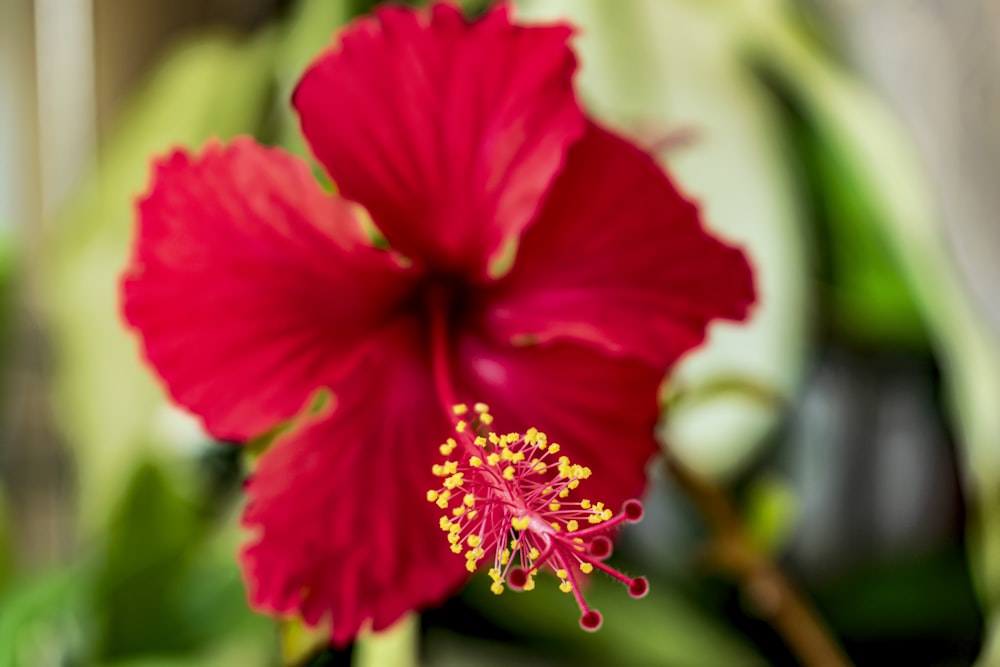 a close up of a red flower with green leaves in the background