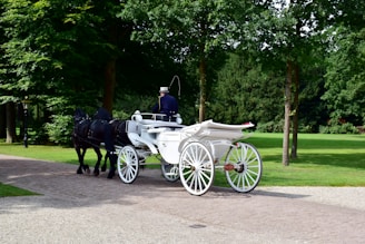 a white horse drawn carriage on a paved road