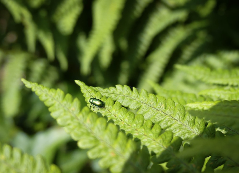 a close up of a green leaf with a blurry background