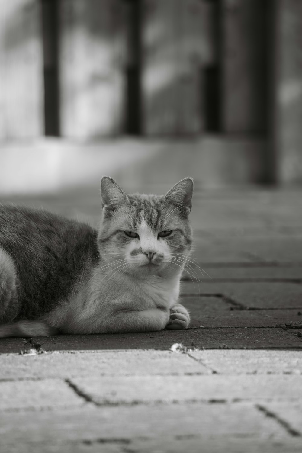 a black and white photo of a cat laying on the ground