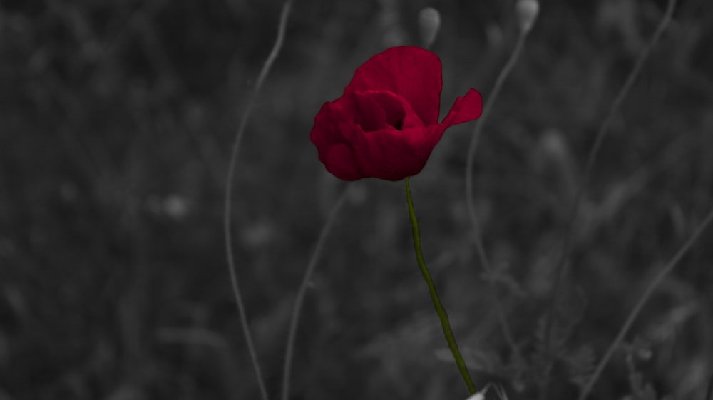 a single red flower in a black and white photo