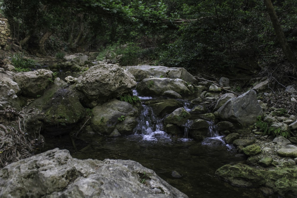 a stream running through a lush green forest