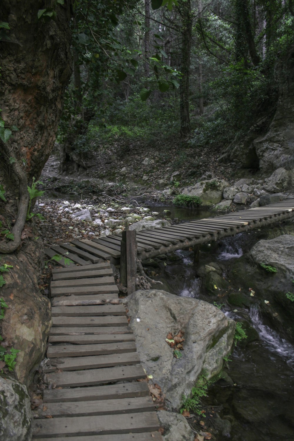 a wooden bridge over a stream in a forest