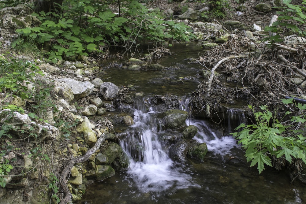 a small stream running through a lush green forest