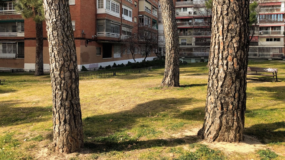 a grassy area with trees and a bench in front of a building