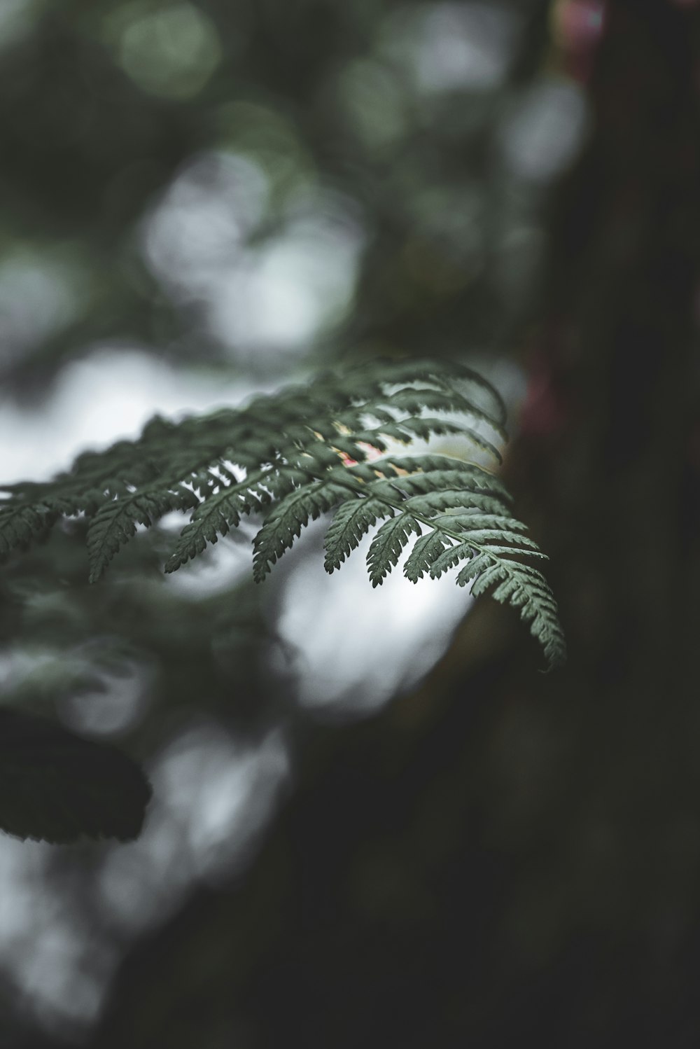 a close up of a leaf on a tree